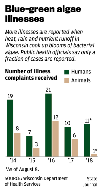Blue-green algae illnesses